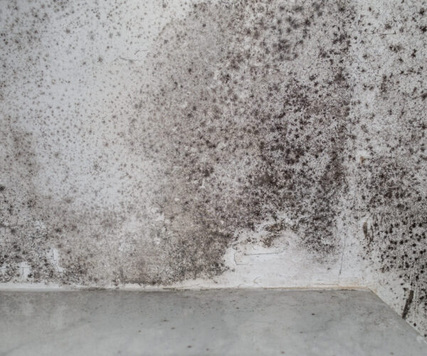 Powstałe w wyniku wilgoci plamy na ścianach w budynku, które usuwa osuszanie budynków