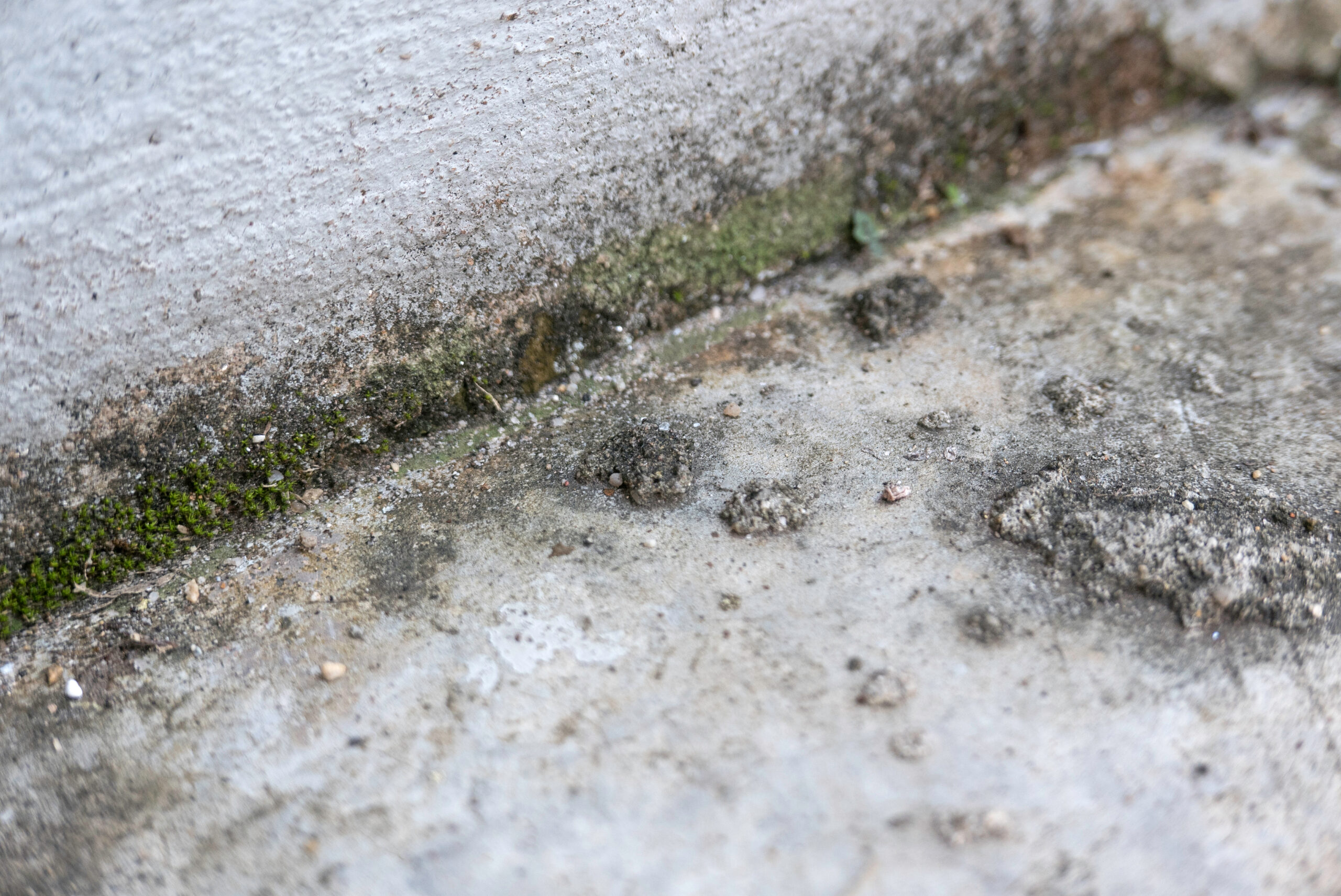 Widoczna pleśń na podłodze, którą GonBud eliminuje poprzez odgrzybianie i usuwanie wilgoci